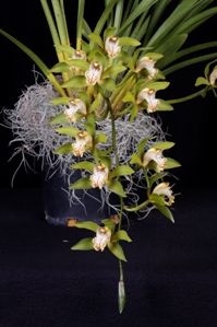 Cymbidium zaleskianum ??? CHM/AOS 82 pts. Inflorescence